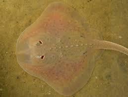 Skates and Rays They are characterized by having flattened bodies.