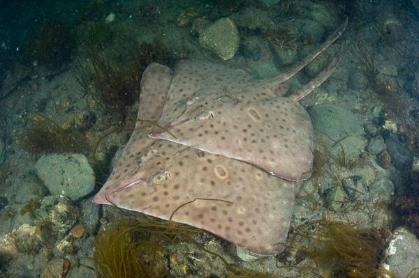 Many skates and rays bury themselves under the sand becoming almost invisible