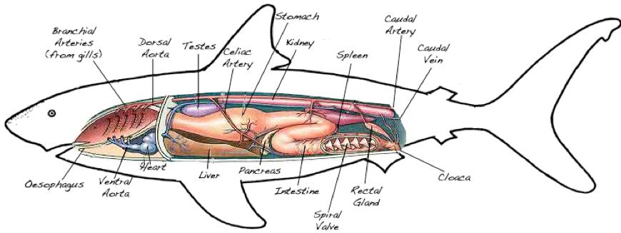Internal Anatomy