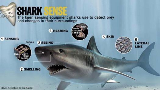Shark Senses -Sound -Smell