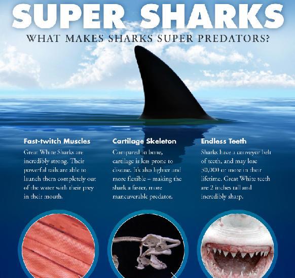 Unique Shark Anatomy