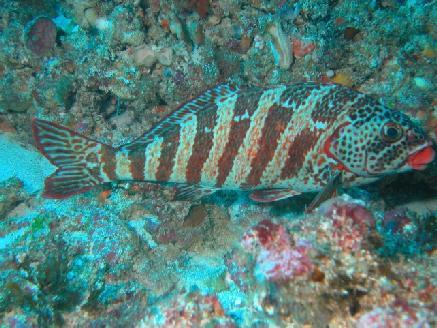 Over 27,000 species of bony fish 90% are in the Order Teleostei Major groups of Teleostei include