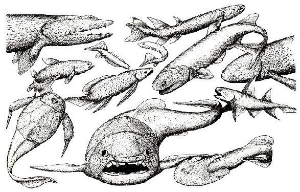 Evolution Evolution of of Fishes Fishes The Devonian The Age of the