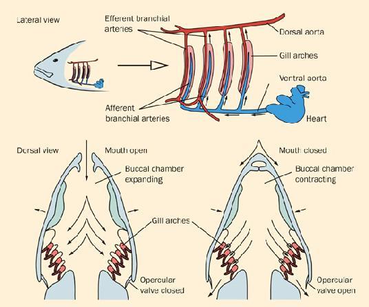General Anatomy of Fish 1) Vertebrate with strong, flexible endoskeleton of either bone