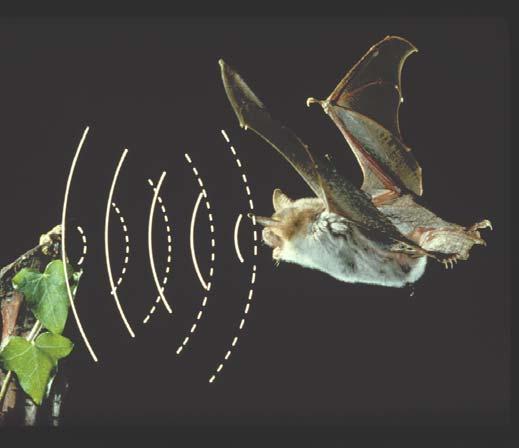 they catch these usually above the tree tops Bats wings are skin membrane over their
