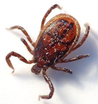 After running off-road, particular near livestock or wild animals, do check your uncovered flesh for ticks.
