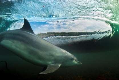2 2.0 Introduction Cornwall s bottlenose dolphins (Tursiops truncatus) are potentially in decline.