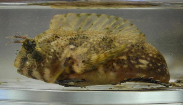 Skilletfish