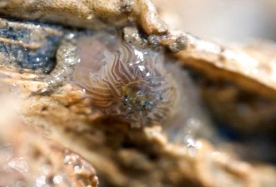 Mud Snail Amphipod