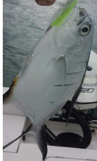 Dusty Smith caught and released this rarely seen fish, a palometa. As you can see, it is related to the pompano and permit.
