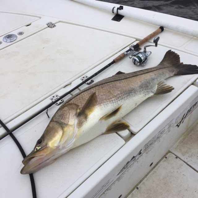 Jim Harter caught and released this massive 40 inch snook while fishing in the St.