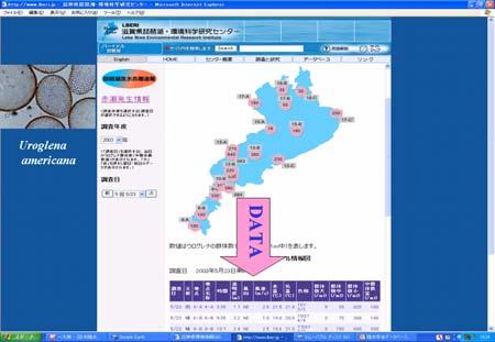 The entrance to the information on freshwater redtide of Lake Biwa. Figure13: The information on outbreak s of water bloom in Lake Biwa.