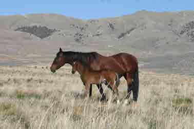 17 Grullo Colt By Silver Savanah Moon Silver Savanah Moon Smart Lil Lynx Prom SIRE: SILVER SAVANAH MOON Sired by Once In A Blu Boon. NCHA LTE: 318,000+.