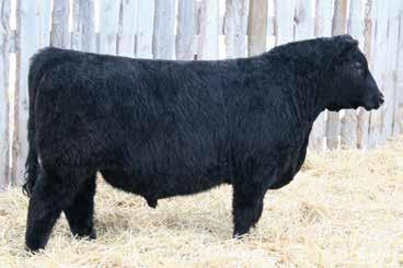 183Z Here is a calving ease bull out of a first calf heifer and he is sired by EXAR First Rate. I recently had the opportunity to see a ton of siblings to this bull in Denver and boy was I impressed.