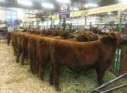 BIDS: Every animal entering the sale ring will be sold to the highest bidder.