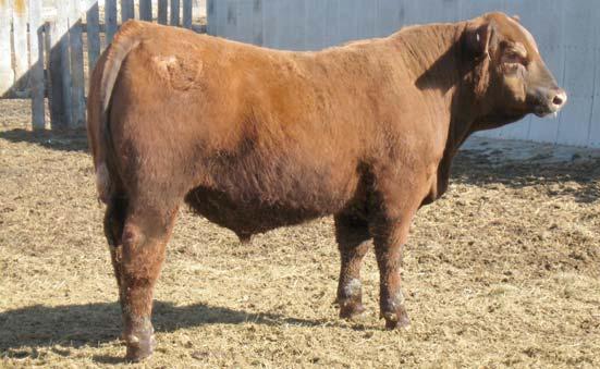RED ANGUS YEARLING BULLS Lot 1 Lot 2 Lot 3 1 DLC TIDAL WAVE 3135 L83 TIDAL WAVE 014 RED POLLED 100% 1A #1619237 DLC MS HIGH PRAIRIE 7122 RED SIX MILE TIDAL WAVE 254T L83 STRAWBERRY 854 LELAND HIGH