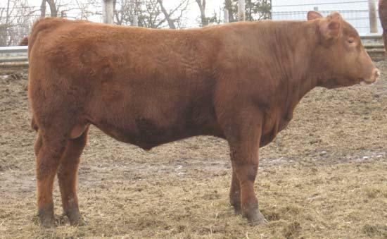 RED ANGUS YEARLING BULLS Lot 5 5 DLC MR ROB ROY 3134 DLC ROB ROY 9152 RED POLLED 99.
