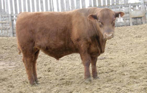 Here is a cattleman s type bull! Top 2% WW, 6% YW, 6% TM, 6% CW and 7% HPG.