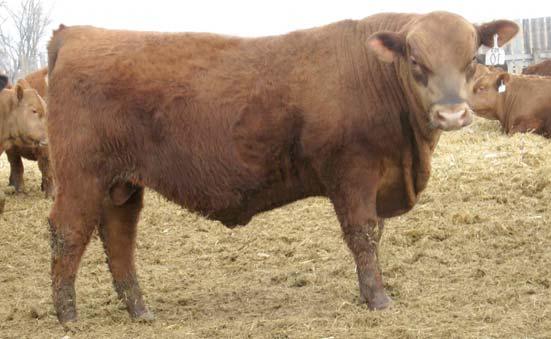 RED ANGUS YEARLING BULLS 9 DLC CHICAWA 3127 HBR CHICAWA 062 DLC MISS CLASSIC 177 RED POLLED 100% 1A #1619227 BARM CHICAWA 366-5013 HBR SUGARLAND 616-749 DLC SIR CLASSIC 5102 DLC MISS CLASSIC 449 CED