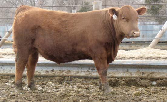 Rob Roy and a great Trend Setter daughter. He gained 3.8 lbs. on test. Dam is an extra long bodied nicely uddered cow. *No Registration papers.* 4/27/13 72 673 1185 3.3 37.0 2.32 12.3 5/103.