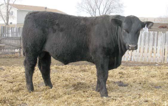 6 This bull is a growthy, correctly made, thick, performance bull. He posted a 121 weaning ratio. He gained 4.5 lbs.