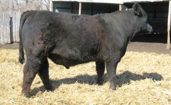 8 Here is yet another double black, performance minded 338 son. He has excellent and ratioed 105 at weaning. His dam is a taller, longer bodied cow with great feet and an ideal udder.