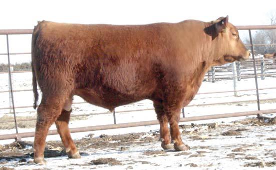 01 2% 3% 61% 46% 19% 34% 72% 95% 28% 13% 5% 48% 65% 28% 60% We bought this bull at Leachman s 2013 spring sale. He combines a very high feed-effi ciency rating with built-in calving ease.
