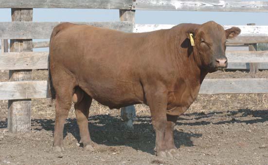 01 95% 99% 1% 1% 97% 10% 76% 25% 67% 18% 15% 99% 1% 77% 61% Jack Hammer sires thick, easy-keeping, moderate-framed type cattle with good feet and legs.