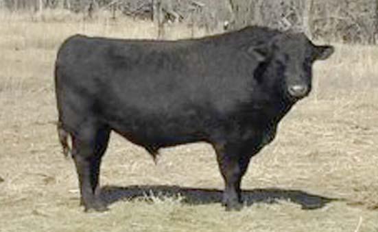 NORTH PADDLE LEGACY 32L MJB HEATHER 8671H DLC BOLERO LAD 96 DLC MS ROYAL 012 The Calendar Bull, 55T is a very stylish, correctly structured bull who stamps his offspring with those same