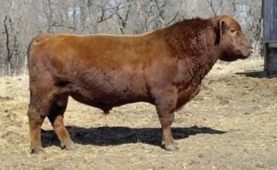 DLC Classic Lad 070 POUND MAKER HERD SIRES K DLC CLASSIC LAD 070 RED POLLED 100% AR #U203657 The Classic bloodline may not be the most popular line in the Red Angus breed but we ve found it to be one