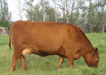63K. We purchased Lass 63K with Nexera Land & Cattle at the Jackson Dispersal and she has worked her tail off since then,