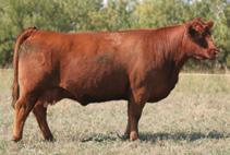 8C RED MEADOW LAKE GOLDIE 7W 5star 81 730 1.4 21 42 12 23 Reload 3X is a very special to us because he is out of the famed 72K cow that we purchased at the Lucky C dispersal.