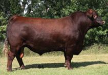 RED SSS BOMBER 907G RED CUTARM YONSOTTU 247B 106 655 3.9 32 61 13 29 We can t say enough about this breed-changing candidate.