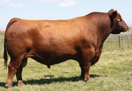 PAGE 29 Maternal brother of Lots 53-57: Mulberry 26P (semen available from Brylor Semen Sales) Dam of Lots 53-57: Red Dus Fayette 8G RED BRYLOR SDL PASQUALE 213P RED BRYLOR SDL SQUALL 230S MAC OSF