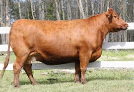 RICKS JUANADABURY 3000 RED MC DOUGALL CLASS OF 85 32X RED MC DOUGALL FAYETTE 79W A great opportunity to select genetics from the dam of the greatest Red Angus bull of the decade and maybe the