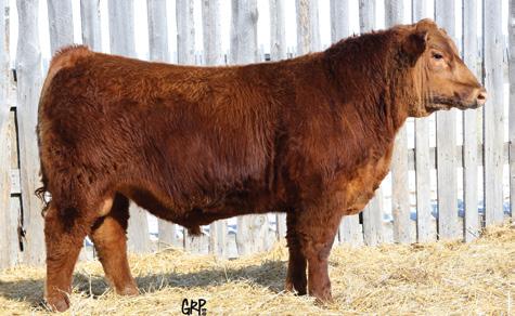 63K EPDs BW WW YW Milk TM 36 5star 4.2 41 77 16 We lost a special bull in Red Ter-Ron Prowler 833T.