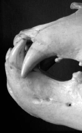 Extraction of a premolar tooth will not impair the display quality of a skull. Alternatively, hunters can extract a premolar tooth in the field or request it of a taxidermist.