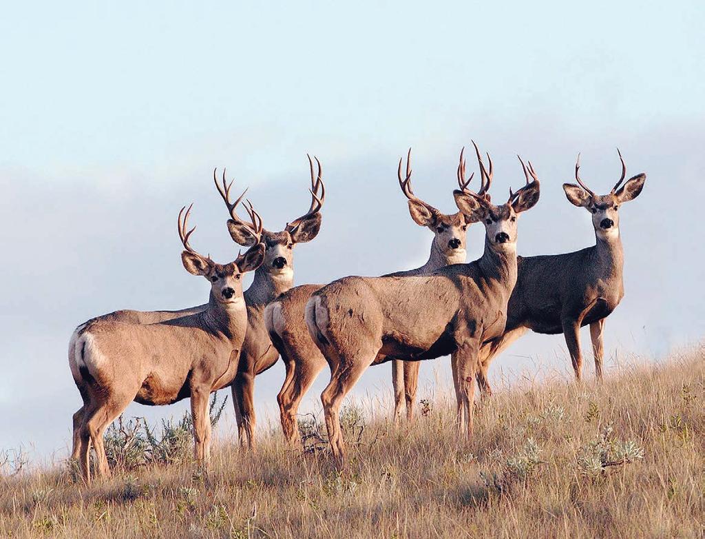 Chronic Wasting Disease How much is too much?