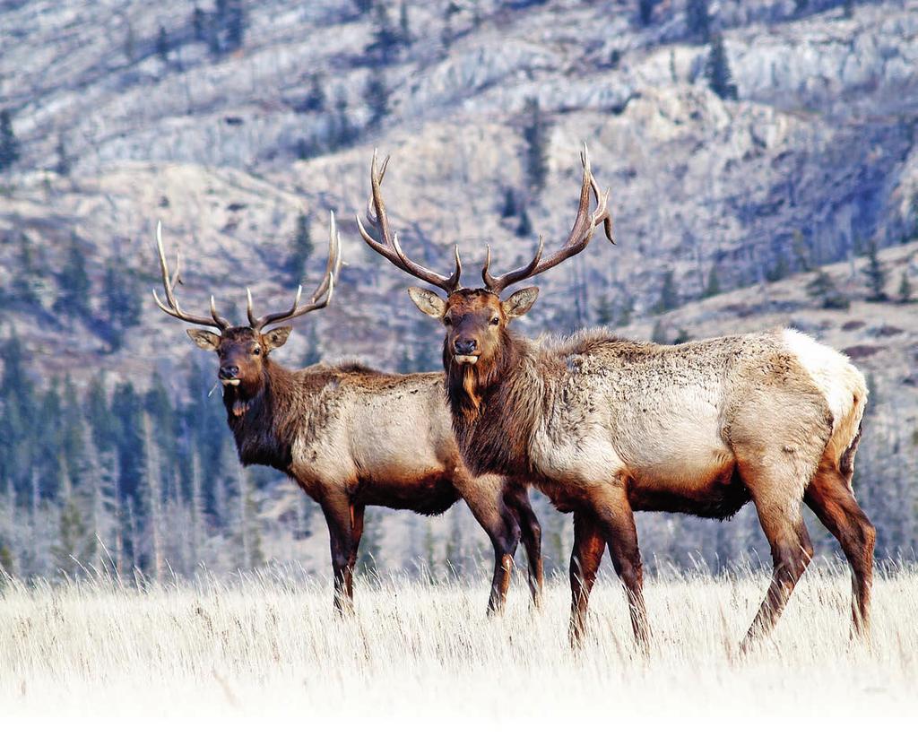by Duane Radford Mandatory Game Harvest Reporting According to a bullet regarding Important Changes for 2018 Draws on page 4 of the 2018 Alberta Hunting Draws, mandatory game harvest reporting is on