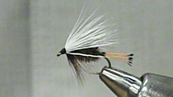 SEIFF Club Chronicle November 2014 Page 3 Fly of the Month Western Coachman The Western Coachman is a pattern developed and made popular by Buz Buszek around 1940.