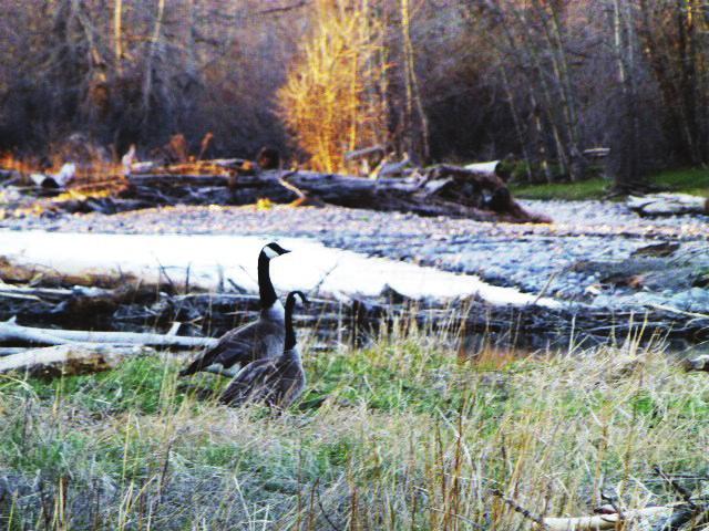 HUNTING The Gallatin River Hideaway is conveniently located to many public land areas offering superb big game, waterfowl & upland bird hunting opportunities.