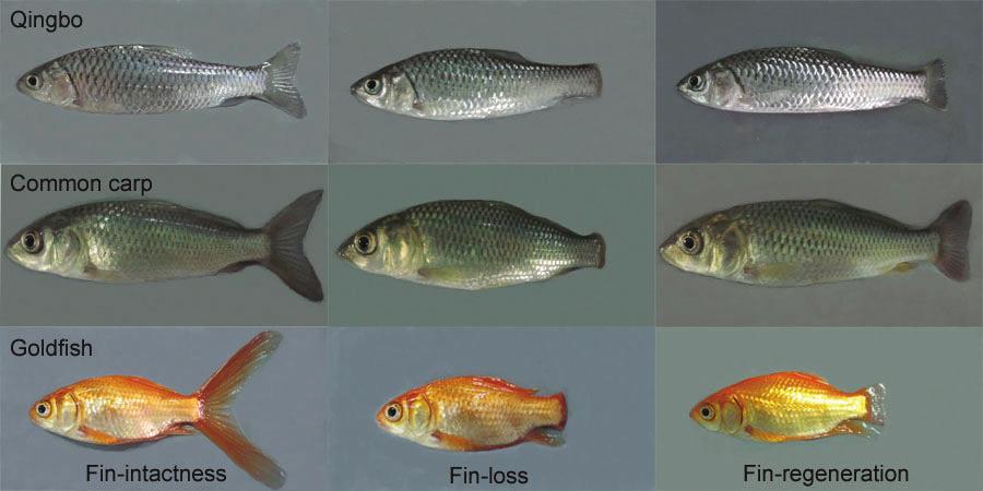 31 The Journl of Experimentl Biology 21 (1) Fig. 1. Photogrphs of the left side of intct, cudl-fin-lost nd prtly regenerted fish (qingo, common crp nd goldfish).