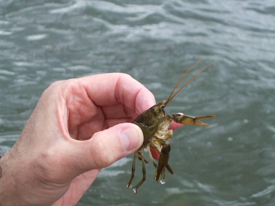 Crayfish are large, mobile freshwater invertebrates Introduction Considered keystone species