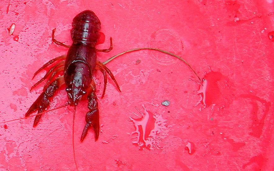 Analysis of crayfish catch Crayfish abundance per site, as no. crayfish per 10 refuges Size distribution of population.