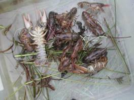 Moderate numbers of crayfish