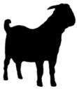 Division V meat goat Chairperson: Virginia Ferver Special Rules: Judging will start 20 minutes following the completion of the Sheep Show, with Senior Fitting & Showing. Weigh-in begins at 6:30 a.m. and all market goats must be weighed in by 9:15 a.