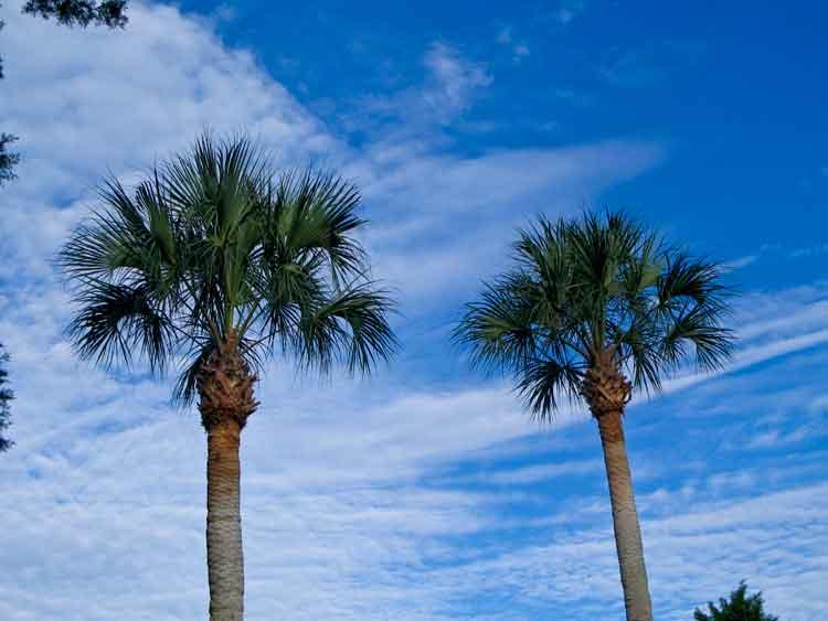 Palm trees and poinsettias on the subject property SALES PRICE:!