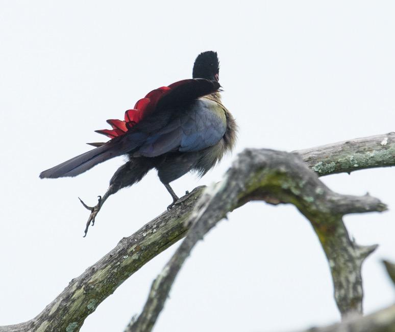 All a twitter This purple-crested turaco (Tauraco porphyreolophus) also practiced its Pilates routine with back leg