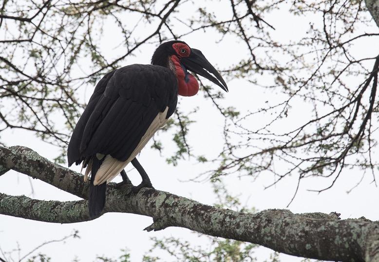 The southern ground hornbill (Bucorvus leadbeateri) was singing the most beautiful booming wood-toned chorus.