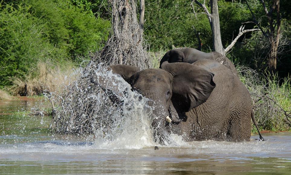 This bull elephant repeatedly slapped his trunk across the top of the